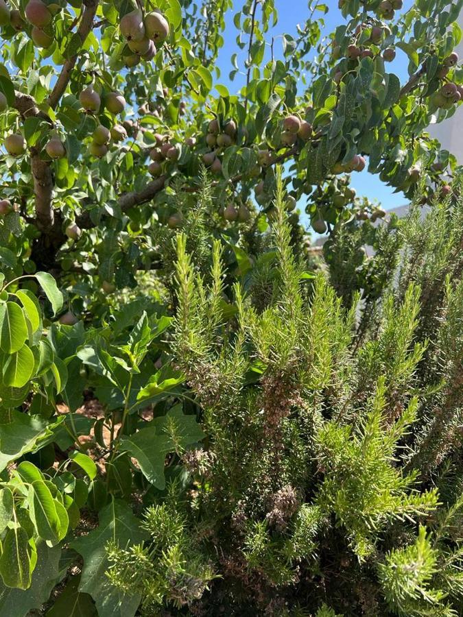 Trullo Antelmi Villa Ceglie Messapica Eksteriør bilde